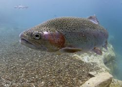 Rainbow trout.
Capernwray.
10.5mm fisheye - living up t... by Mark Thomas 